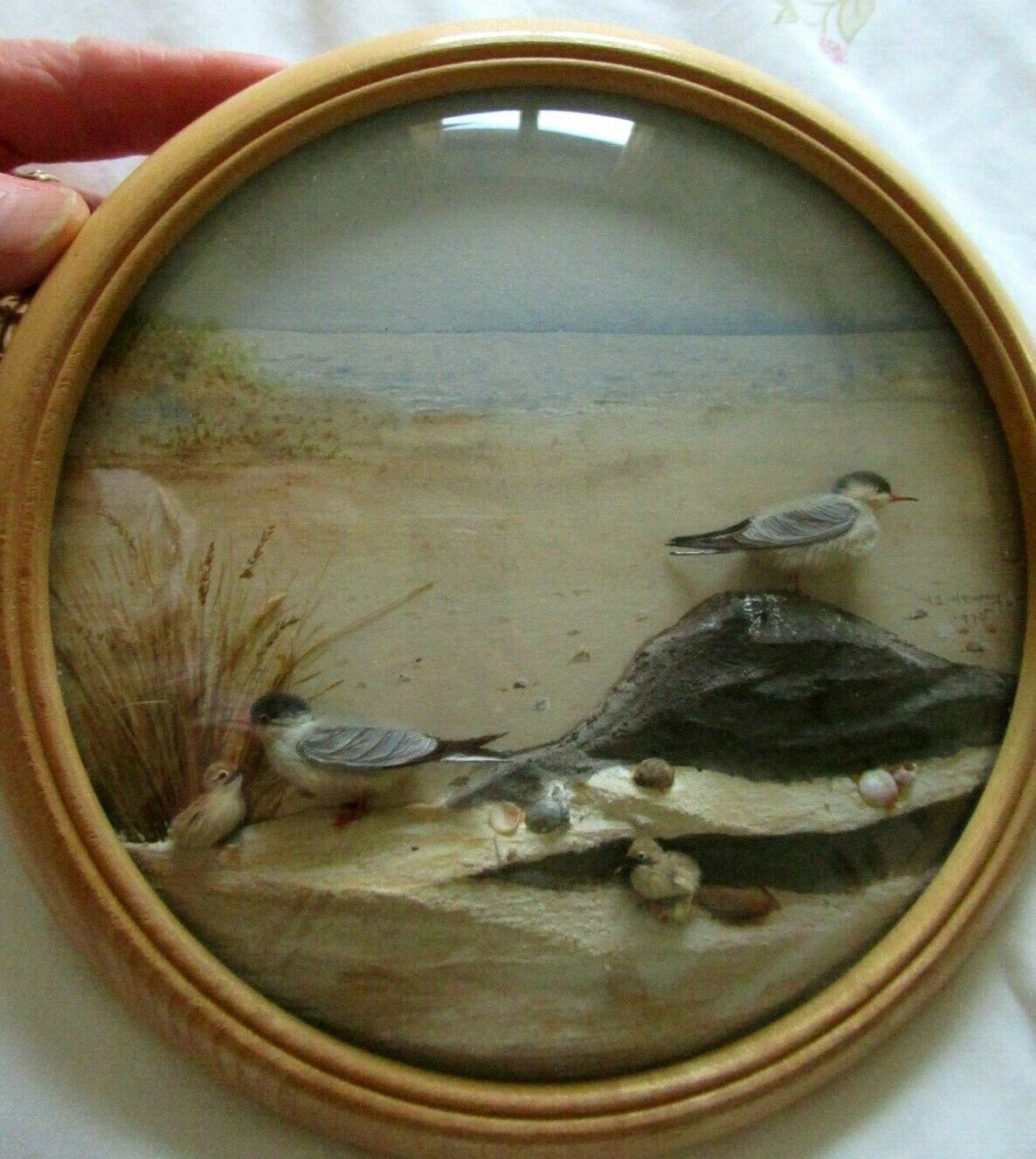 Common Tern and Chicks (7-inch)